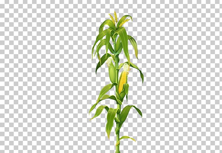 Maize Corn On The Cob Plant Drawing PNG, Clipart, Aut, Banana Leaves, Branch, Cereal, Corn Free PNG Download