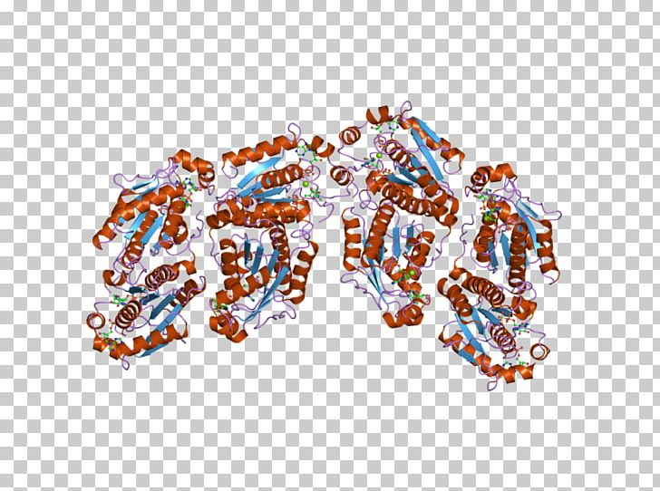 PAPSS1 Synthétase Gene 3'-Phosphoadenosine-5'-phosphosulfate Enzyme PNG, Clipart,  Free PNG Download