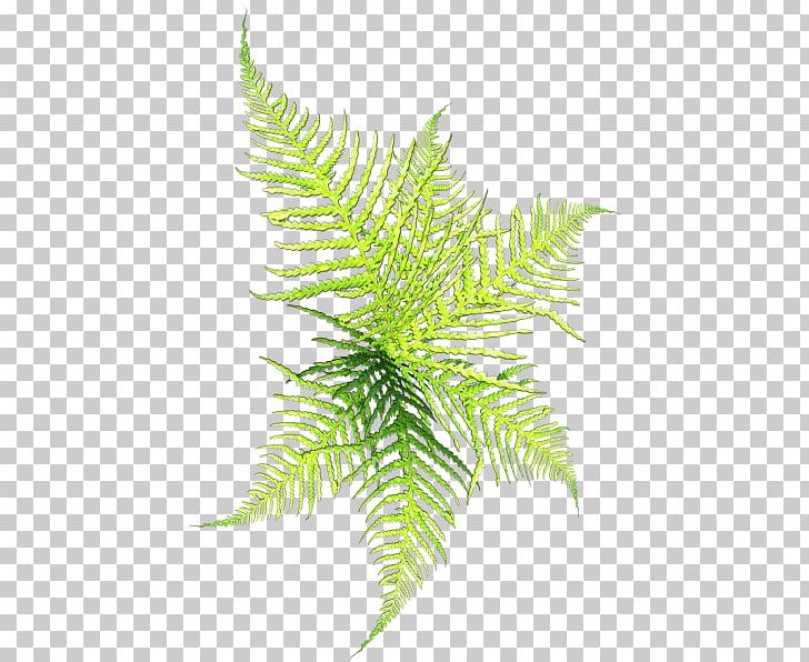Conifers PNG, Clipart, Artificial Grass, Branch, Drawing, Easter, Environmental Free PNG Download