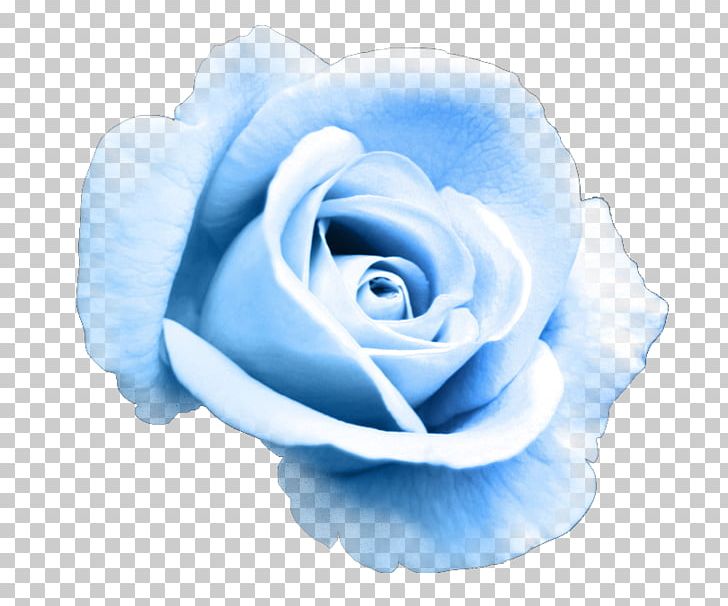 Garden Roses Blue Rose Flower PNG, Clipart, Blue, Blue Flower, Blue Rose, Cartoon, Cut Flowers Free PNG Download
