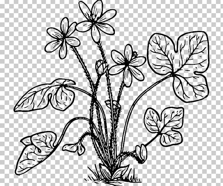 Hepatica Line Art PNG, Clipart, Black And White, Branch, Butterfly, Flower, Leaf Free PNG Download