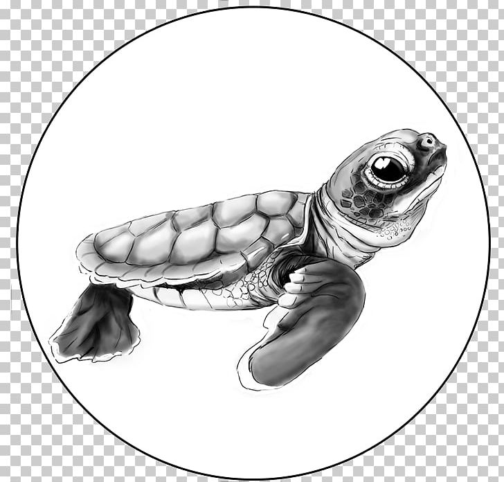 Loggerhead Sea Turtle Tortoise Pond Turtles PNG, Clipart, Animals, Black And White, Caretta, Drawing, Emydidae Free PNG Download