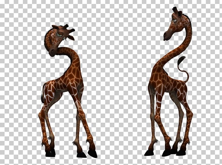 Northern Giraffe PNG, Clipart, Animal Figure, Animals, Download, Fauna, Giraffe Free PNG Download