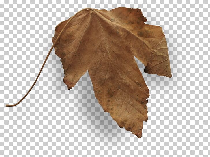 Autumn Leaves Leaf PNG, Clipart, Autumn, Autumn Leaf Color, Autumn Leaves, Designer, Falling Leaves Free PNG Download