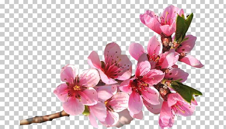 Blingee PNG, Clipart, Animaatio, Birds, Blingee, Blossom, Branch Free PNG Download