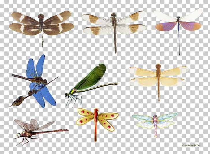 Dragonfly Insect Butterfly Propeller PNG, Clipart, Arthropod, Butterflies And Moths, Butterfly, Dragonflies And Damseflies, Dragonfly Free PNG Download