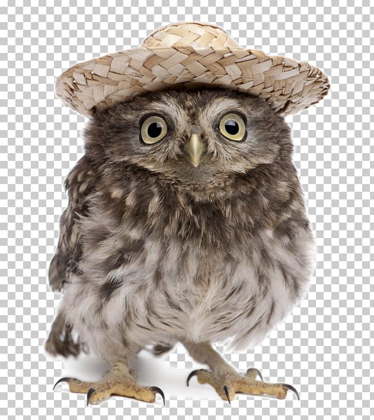 Eurasian Eagle-owl Great Horned Owl Snowy Owl Little Owl PNG, Clipart, Animal, Animal Photography, Animal Pictures, Animals, Animal World Free PNG Download