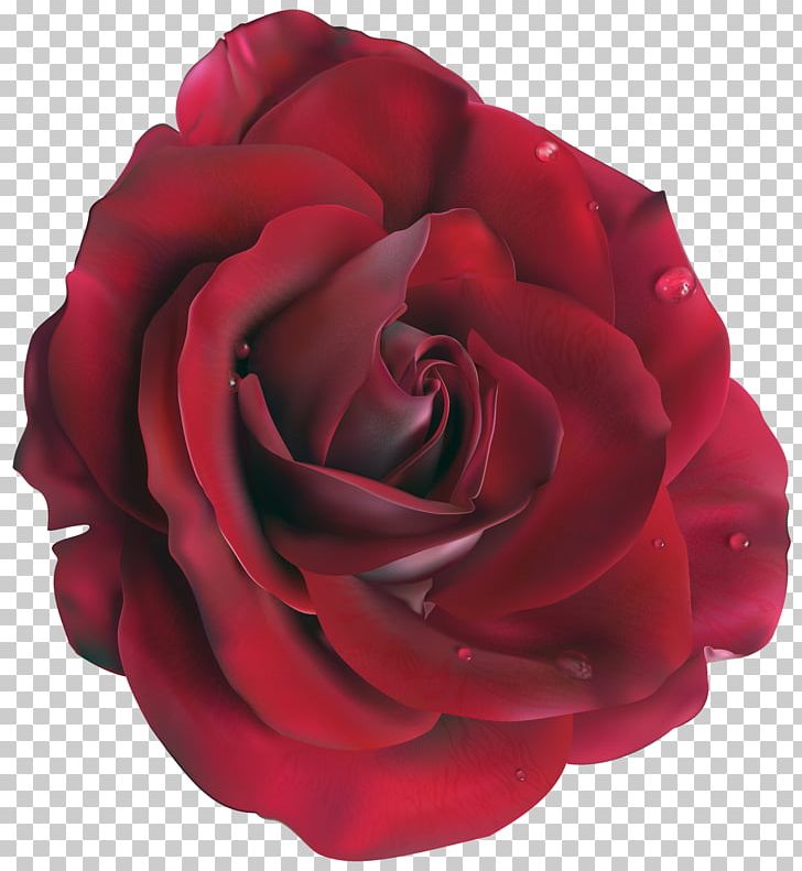 Garden Roses Centifolia Roses Floribunda Cut Flowers PNG, Clipart, Cdr, Clipart, Color, Cut Flowers, Download Free PNG Download