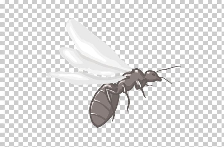 K2 Anthony McPartlin PNG, Clipart, Ant, Anthony Mcpartlin, Arthropod, Fly, Insect Free PNG Download