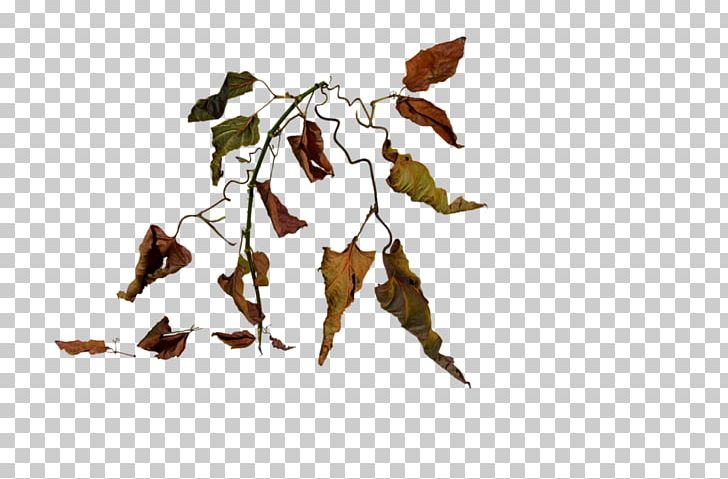 Wilting Pumpkin Leaves Drooping Plant PNG, Clipart, Art, Branch, Deviantart, Drawing, Flower Free PNG Download