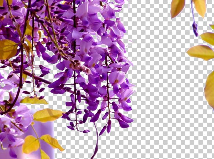 Wisteria Sinensis Wisteria Floribunda Flower Seed Vine PNG, Clipart, Art, Background, Blossom, Bonsai, Branch Free PNG Download