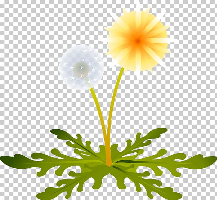 Dandelion LiveInternet PNG, Clipart, Chrysanthemum, Chrysanths, Daisy Family, Dandelion, Flora Free PNG Download