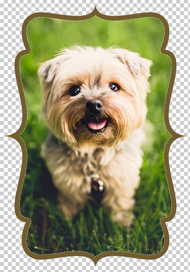 Dog Cat Veterinarian Apartment Pet PNG, Clipart, Animal, Animal Rescue Group, Animals, Apartment, Cairn Terrier Free PNG Download
