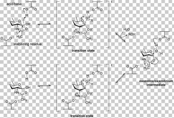 Glycoside Hydrolase Glycosidic Bond Catalysis Beta-galactosidase Enzyme PNG, Clipart, Acid, Angle, Area, Betagalactosidase, Black And White Free PNG Download