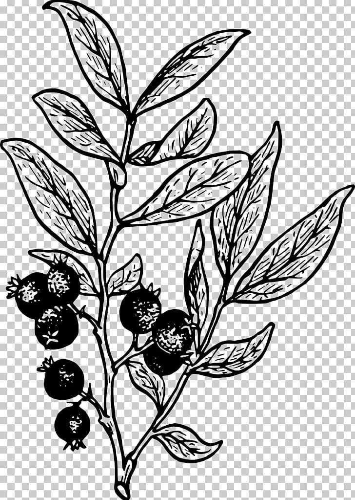 Huckleberry Drawing PNG, Clipart, Black And White, Blackberry, Blueberry, Branch, Fictional Character Free PNG Download