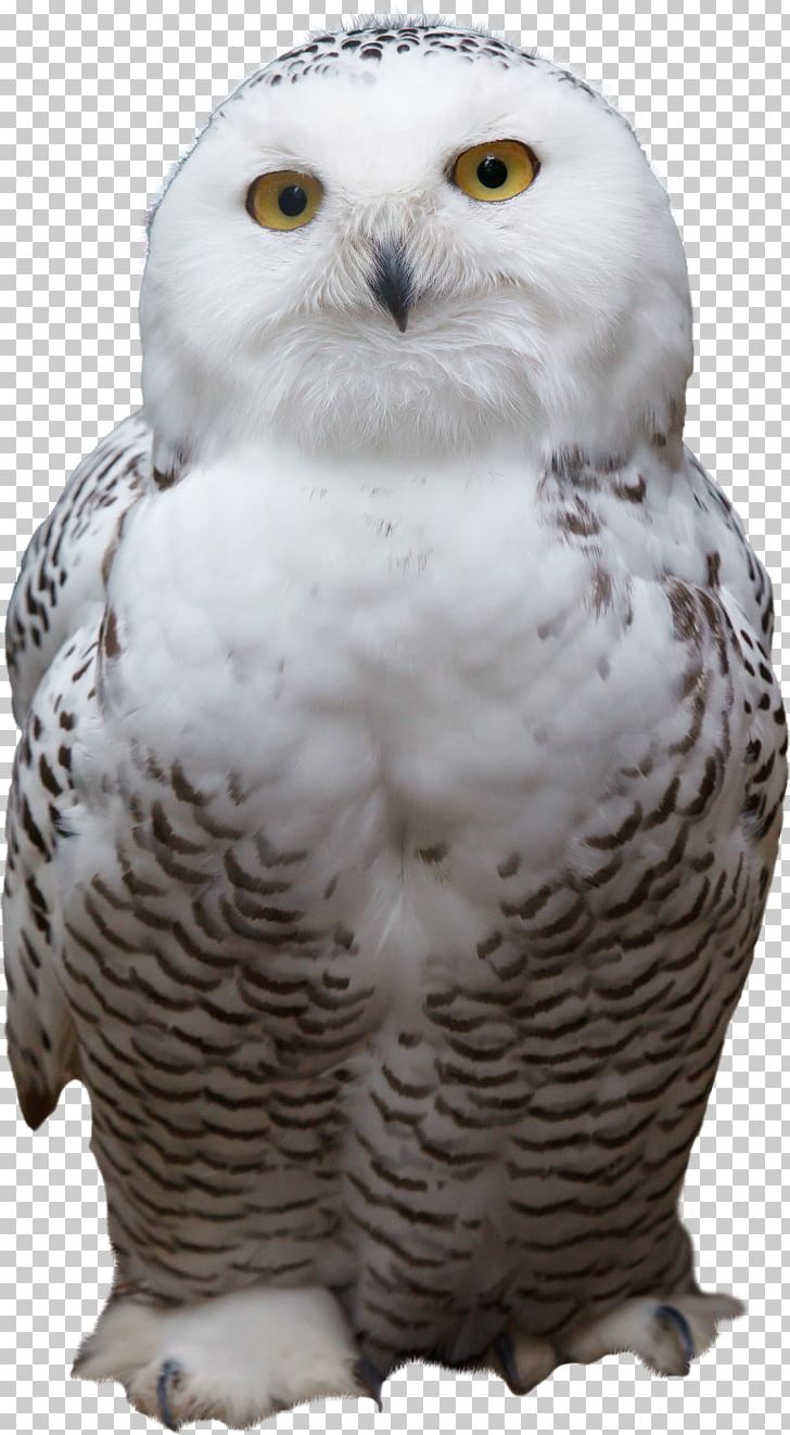 Snowy Owl Bird Horse Animal PNG, Clipart, Animal, Anime Eyes, Barn Owl, Beak, Big Free PNG Download