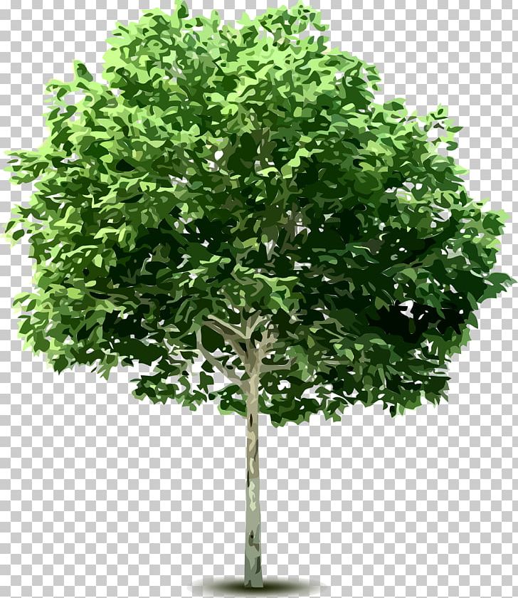 Tree PNG, Clipart, Branch, Deciduous, Desktop Wallpaper, Digital Image, Download Free PNG Download