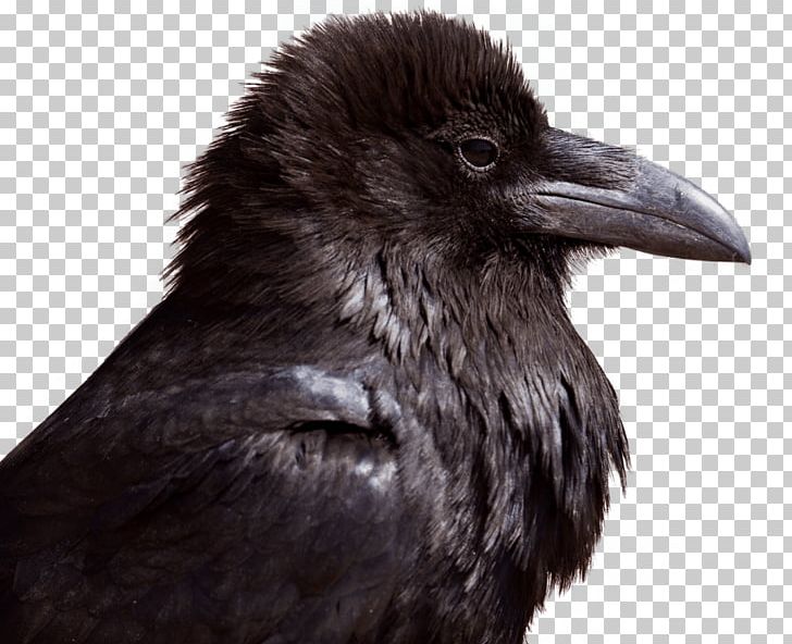 Bird Crow Common Raven Transparency Portable Network Graphics PNG, Clipart, American Crow, Animals, Beak, Bird, Common Raven Free PNG Download