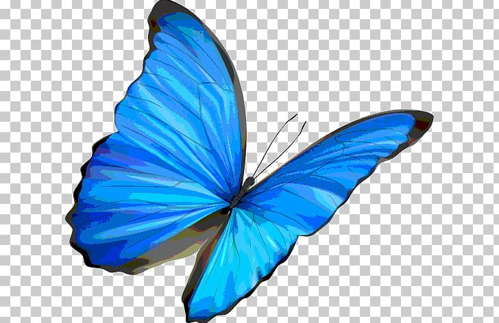 Butterfly Insect Blue Morpho PNG, Clipart, Blue, Brush Footed Butterfly, Butterflies And Moths, Butterfly, Color Free PNG Download