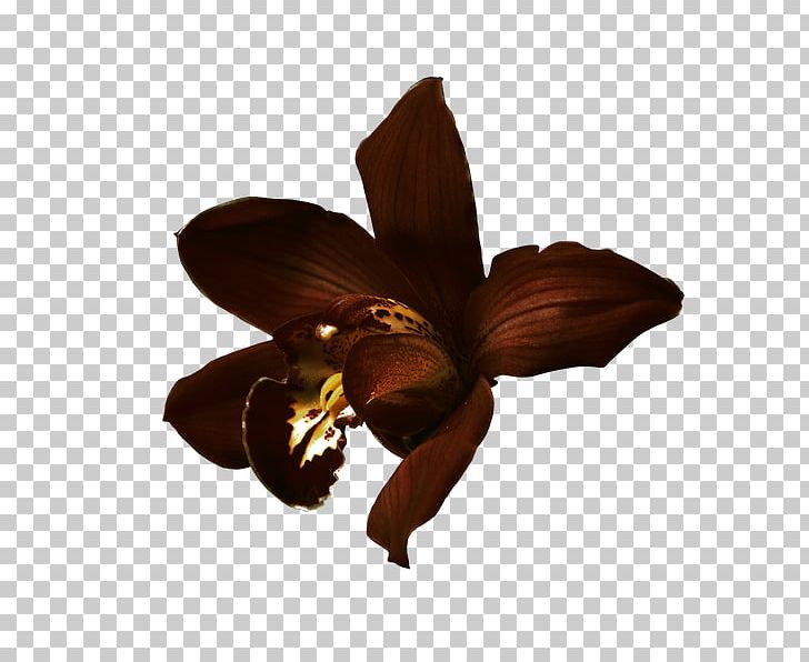 Flower Lossless Compression Data PNG, Clipart, Cut Flowers, Data, Data Compression, Download, Flower Free PNG Download