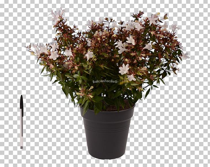 Flowerpot Shrub Tree Houseplant PNG, Clipart, Abelia, Evergreen, Flower, Flowering Plant, Flowerpot Free PNG Download