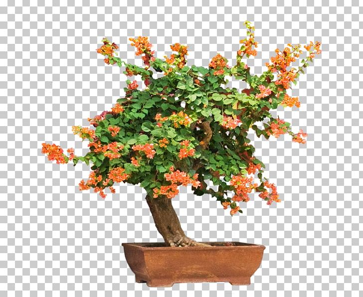 Sageretia Theezans Penjing Flowerpot Bonsai Garden PNG, Clipart, Bonsai, Botanical Garden, Botany, Branch, Chinese Garden Free PNG Download