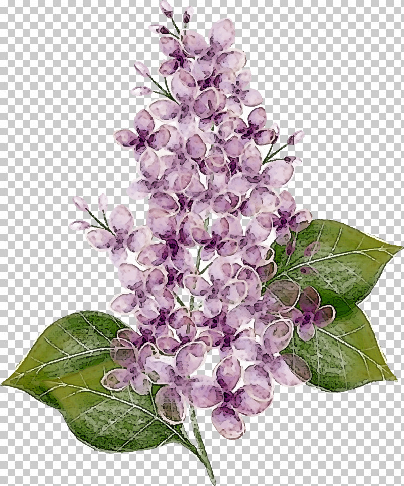 Lavender PNG, Clipart, Branch, Flower, Lavender, Lilac, Plant Free PNG Download