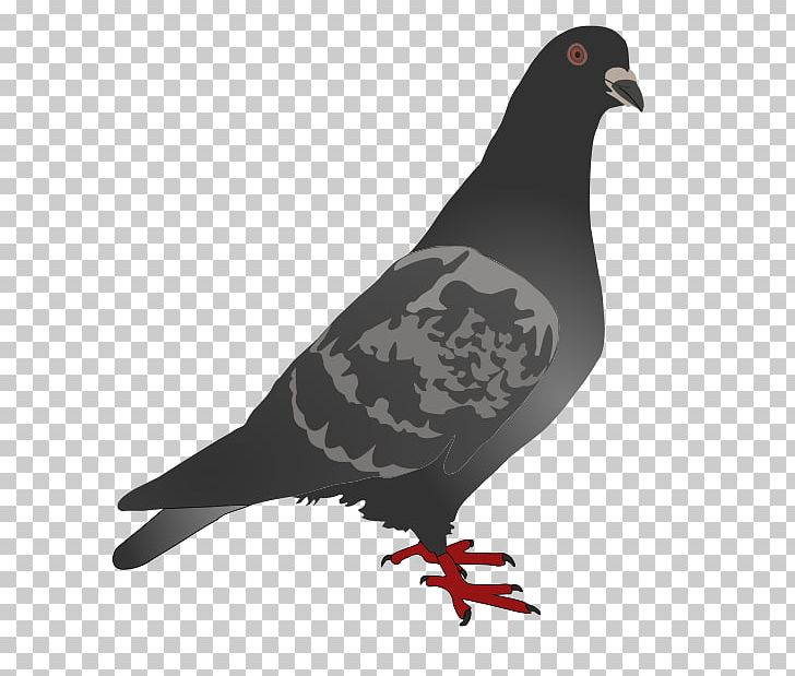 Homing Pigeon English Carrier Pigeon Columbidae Bird PNG, Clipart, Animals, Beak, Bird, Clip Art, Columbidae Free PNG Download