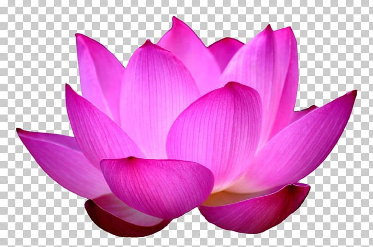 Nelumbo Nucifera Flower Egyptian Lotus PNG, Clipart, Aquatic Plant, Byte, Desktop Wallpaper, Egyptian Lotus, Flower Free PNG Download