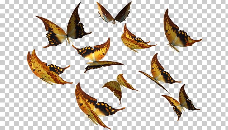 Swallowtail Butterfly Insect PNG, Clipart, Animal, Bird, But, Deviantart, Fauna Free PNG Download