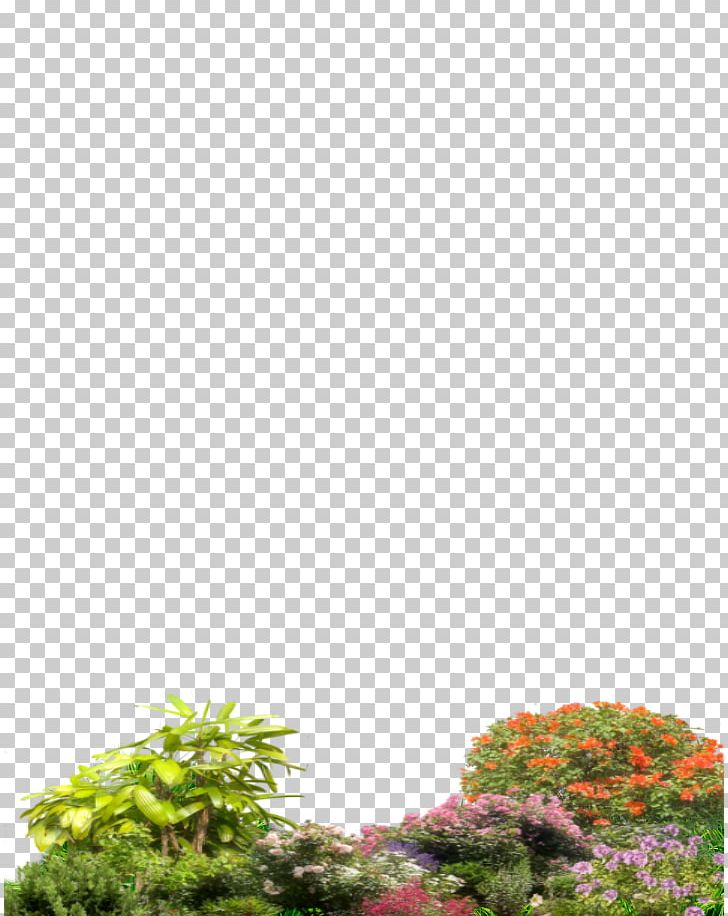 Tree Shrub Plant Photography PNG, Clipart, Email, Grass, Nature, Photography, Picture Frames Free PNG Download