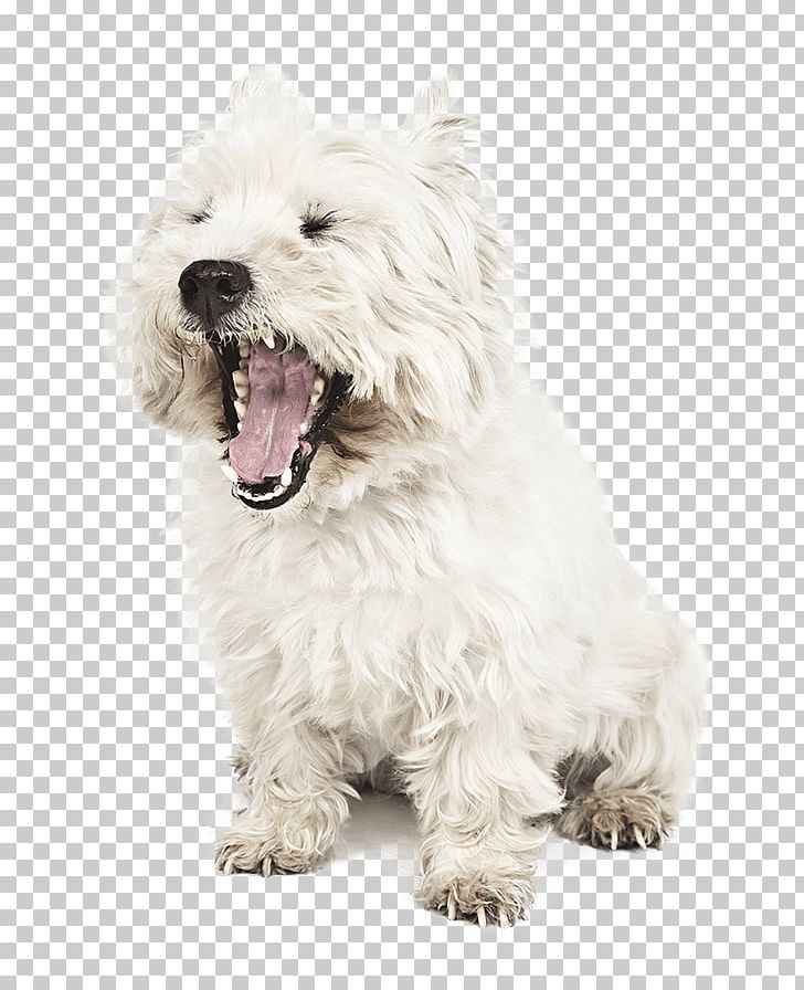 West Highland White Terrier Glen Of Imaal Terrier Cairn Terrier Dutch Smoushond Maltese Dog PNG, Clipart, Breed, Carnivoran, Companion Dog, Dog, Dog Breed Free PNG Download
