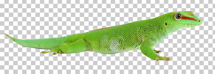 Common Iguanas Chameleons Lizard PNG, Clipart, Adobe Systems, Animals, Background Green, Chameleon, Chameleons Free PNG Download