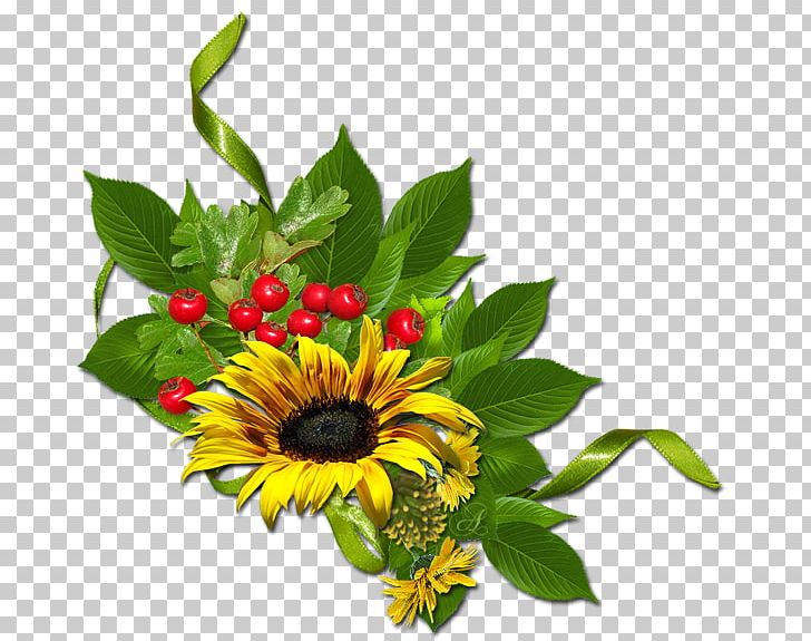 Common Sunflower PNG, Clipart, Annual Plant, Common Sunflower, Cut Flowers, Daisy Family, Data Free PNG Download