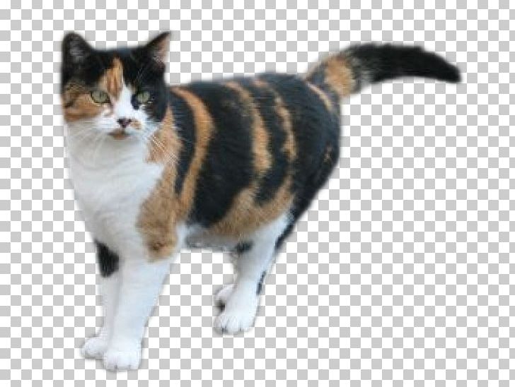 American Wirehair Cat Breed Profile Petfinder