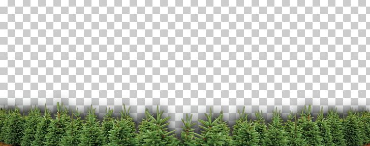 Crop Lawn Meadow Plantation Tree PNG, Clipart, Agriculture, Crop, Family, Field, Grass Free PNG Download