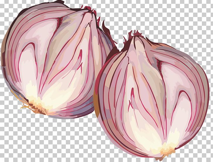 Red Onion Vegetable Garlic Shashlik PNG, Clipart, Bulb, Calendar, Cuisine, Flower, Flowering Plant Free PNG Download