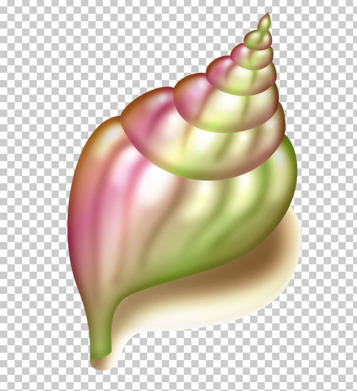 Seashell Conch PNG, Clipart, Art, Been, Cartoon Conch, Clip Art, Coffee Been Free PNG Download