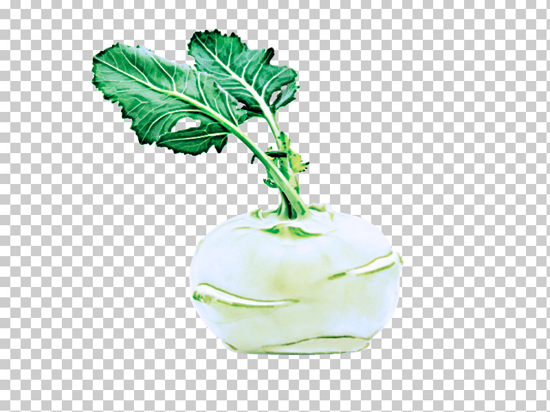 Leaf Green Plant Vegetable Flower PNG, Clipart, Cabbage, Flower, Food, Green, Herb Free PNG Download