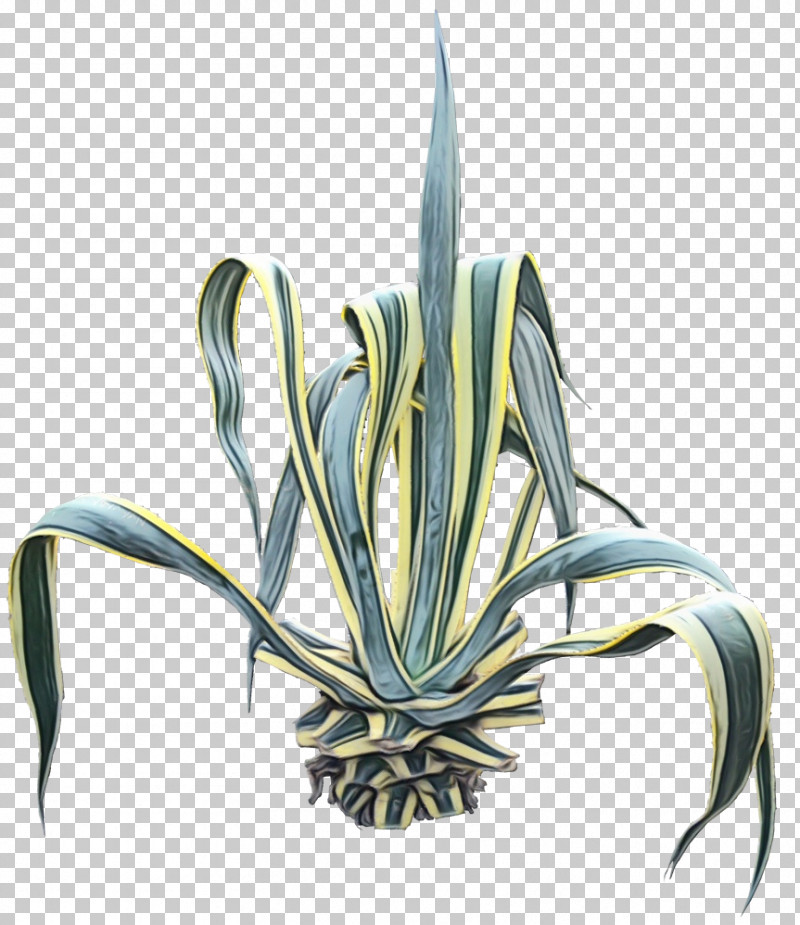 Margarita PNG, Clipart, Agave, Agave Angustifolia, Agave Salmiana, Agave Syrup, Agave Tequilana Free PNG Download