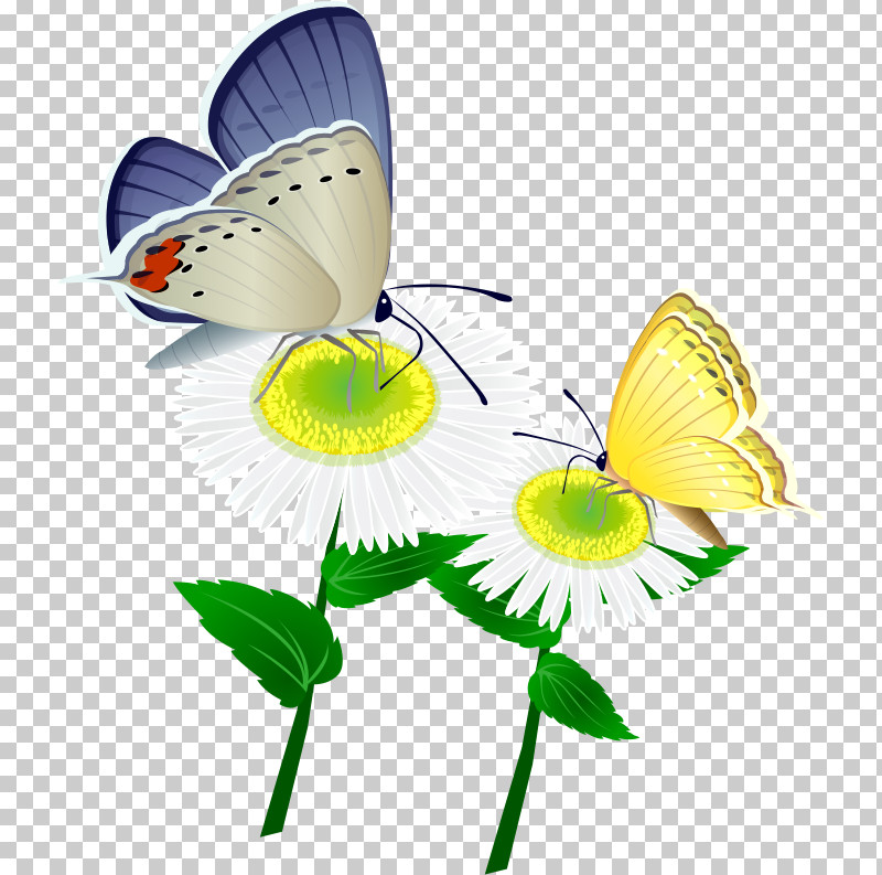 Marguerite Gerbera Daisy PNG, Clipart, Autumn Flower, Biology, Brushfooted Butterflies, Cut Flowers, Daisy Free PNG Download