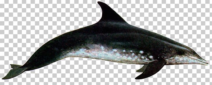 Common Bottlenose Dolphin Rough-toothed Dolphin Short-beaked Common Dolphin Tucuxi White-beaked Dolphin PNG, Clipart, Animal Figure, Animals, Cetacea, Fauna, Mammal Free PNG Download