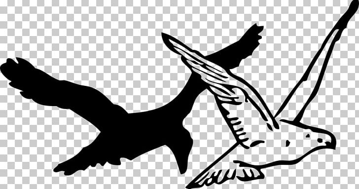 Domestic Pigeon Columbidae Bird PNG, Clipart, Animals, Arm, Art, Artwork, Beak Free PNG Download