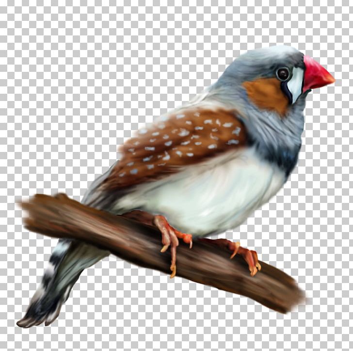 European Robin Zebra Finch Bird Common Nightingale PNG, Clipart, American Sparrows, Animals, Art, Beak, Bird Free PNG Download