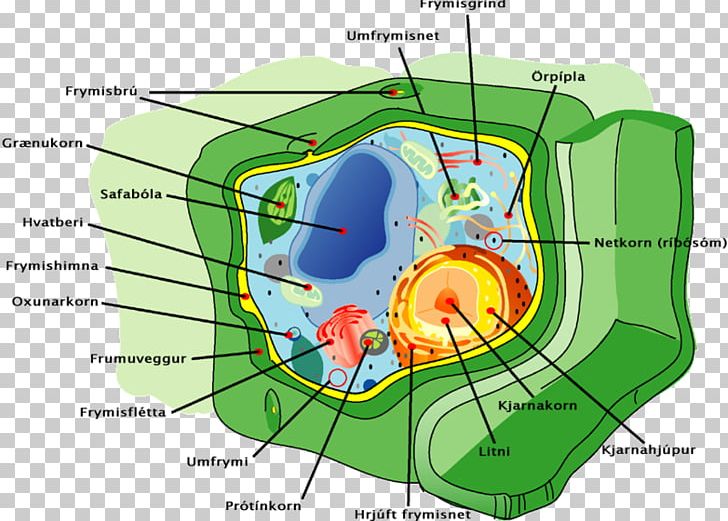 Plant Organelles Plant Cell Organelles PNG, Clipart,  Free PNG Download
