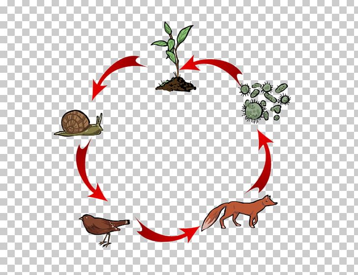 Food Chain Heterotroph Food Web Trophic Level PNG, Clipart, Artwork, Autotroph, Branch, Carnivore, Chain Free PNG Download
