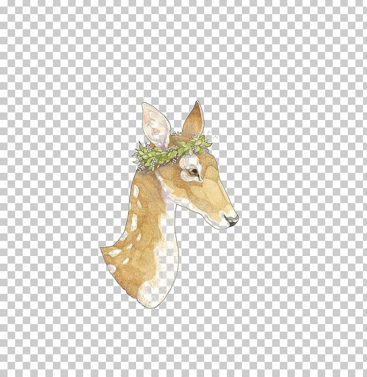 Gazelle Deer PNG, Clipart, Animal, Animals, Art, Avatar, Christmas Deer Free PNG Download