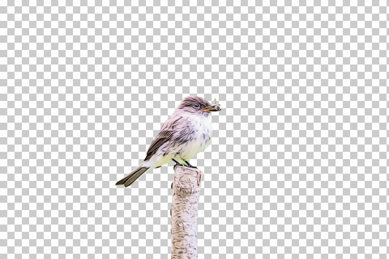 Feather PNG, Clipart, American Sparrows, Beak, Cuckoos, Feather, Finches Free PNG Download