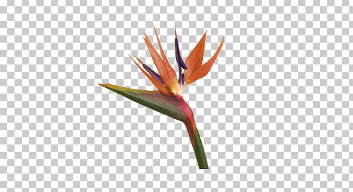 Bird Of Paradise Flower Bird-of-paradise Plant Symbolism PNG, Clipart, Animals, Beak, Bird, Bird Feeders, Birdofparadise Free PNG Download