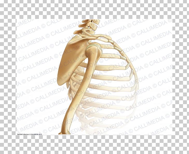 Shoulder Thorax Bone Anatomy Skeleton PNG, Clipart, Abdomen, Anatomy, Arm, Bone, Fantasy Free PNG Download